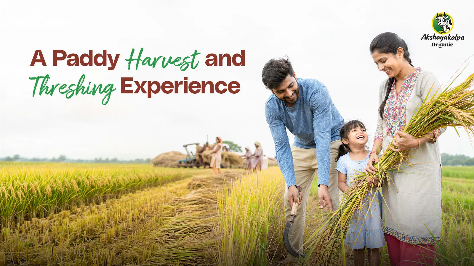 A Paddy Harvest and Threshing Experience