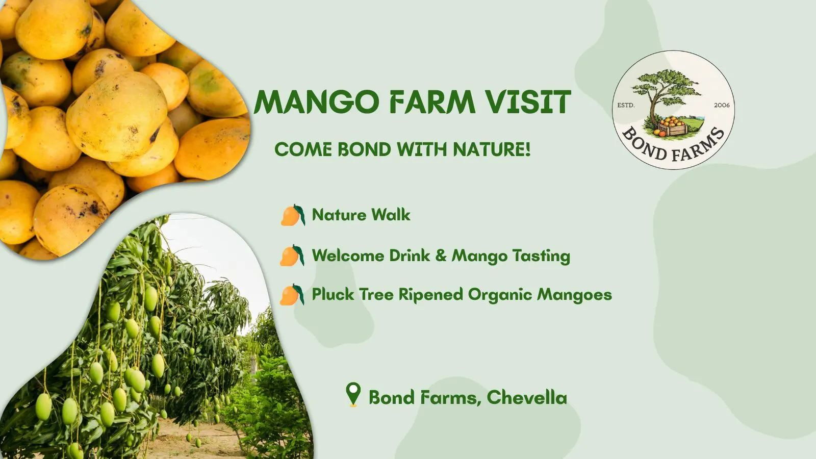 Mango Farm Visit